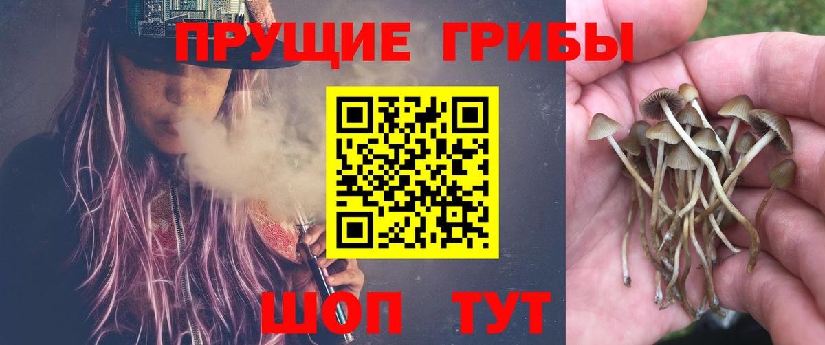 Псилоцибиновые грибы ЛСД  Вход с VPN  Элиста 